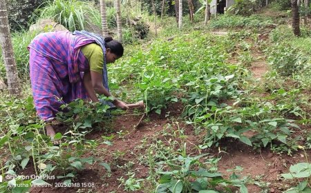 തരിശുഭൂമിയിൽ നിന്ന് സമൃദ്ധിയിലേക്ക് ; അട്ടപ്പാടിയിലെ 'നമുത്ത് വെള്ളാമെ