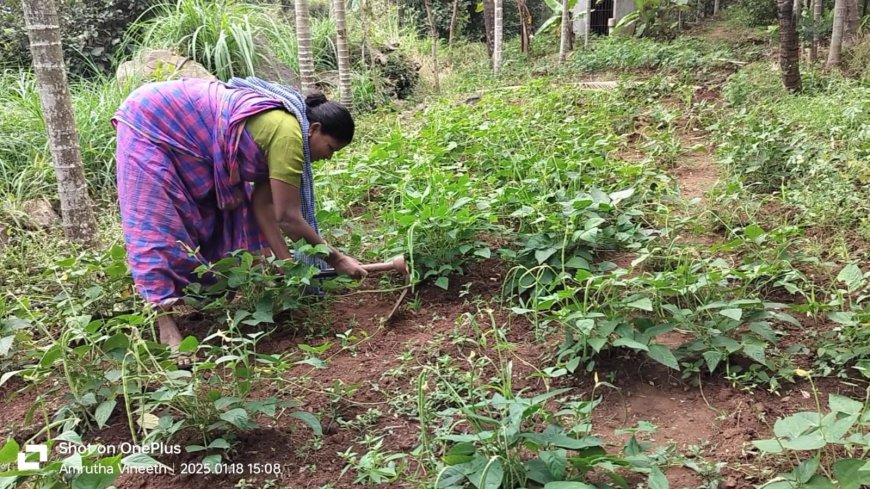 തരിശുഭൂമിയിൽ നിന്ന് സമൃദ്ധിയിലേക്ക് ; അട്ടപ്പാടിയിലെ 'നമുത്ത് വെള്ളാമെ