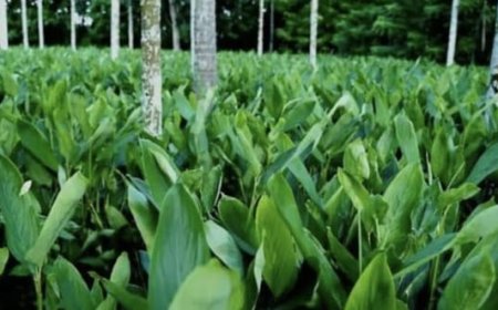 ഹോർട്ടികൾച്ചർ മിഷൻ ധനസഹായം: അപേക്ഷകൾ ക്ഷണിച്ചു