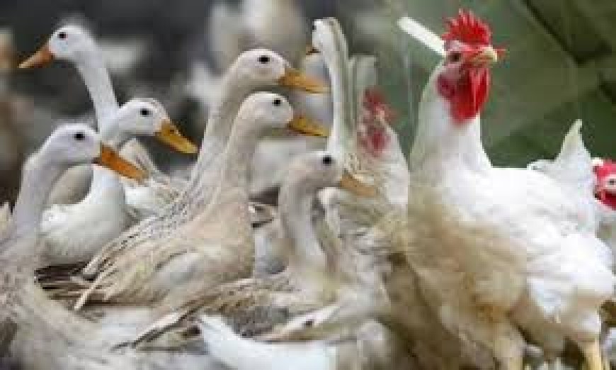 മാഞ്ഞൂരിലും കോട്ടയത്തും പക്ഷിപ്പനി സ്ഥിരീകരിച്ചു; രോഗബാധിത മേഖലകളിലെ പക്ഷികളെ നശിപ്പിക്കും