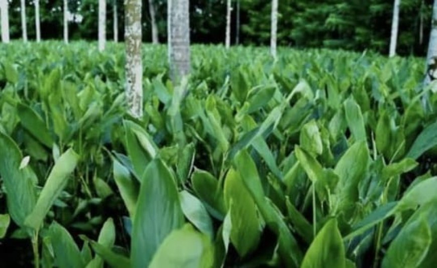 ഹോർട്ടികൾച്ചർ മിഷൻ ധനസഹായം: അപേക്ഷകൾ ക്ഷണിച്ചു