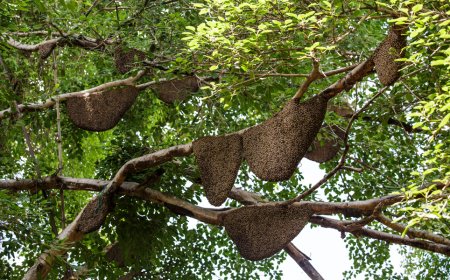 ബേഗൂരിൽ തേൻ സംസ്കരണ പ്ലാന്റ് സ്ഥാപിച്ചു