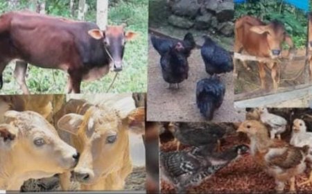 മൃഗക്ഷേമ പുരസ്കാരം; അപേക്ഷകൾ ക്ഷണിച്ചു