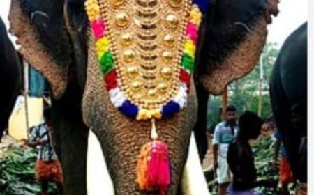 ആനകളെ എഴുന്നള്ളിക്കുന്നതിന് ഫോറസ്റ്റ് കൺസർവേറ്ററുടെ അനുമതി ആവശ്യം