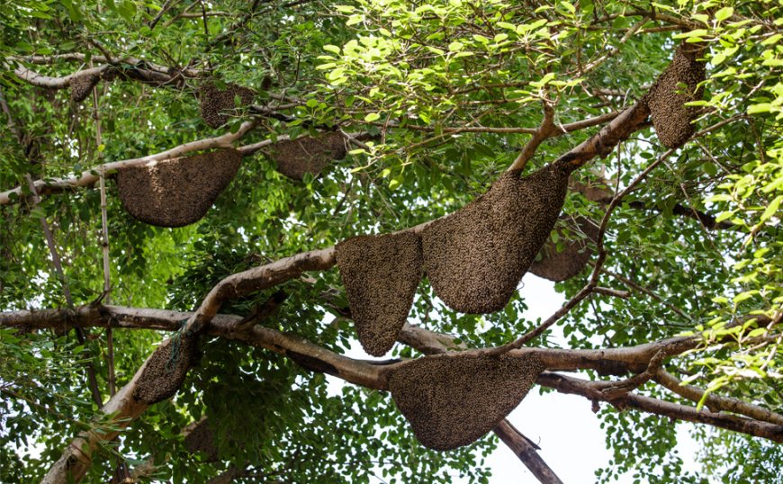 ബേഗൂരിൽ തേൻ സംസ്കരണ പ്ലാന്റ് സ്ഥാപിച്ചു