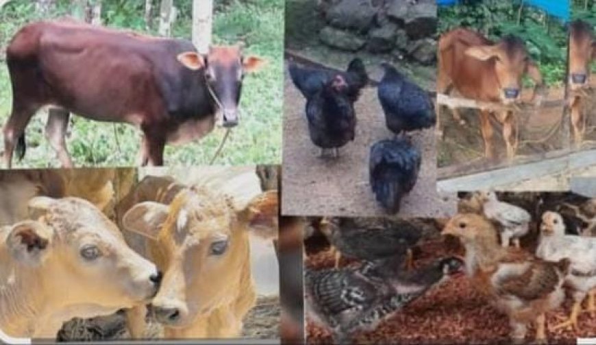 മൃഗക്ഷേമ പുരസ്കാരം; അപേക്ഷകൾ ക്ഷണിച്ചു