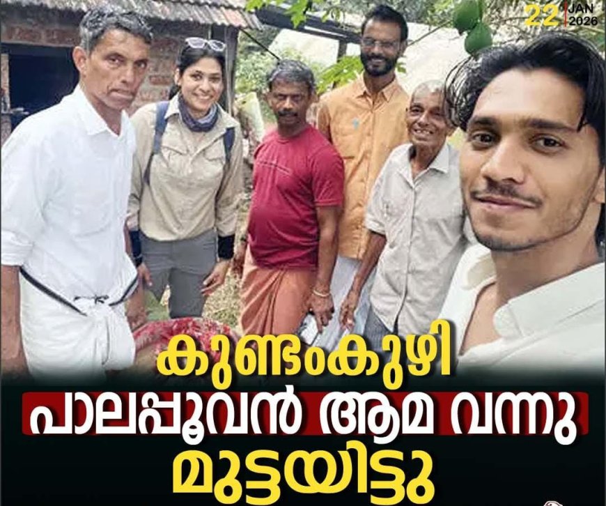 വംശനാശഭീഷണി നേരിടുന്ന ഭീമന്‍ പാലപ്പൂവന്‍ ആമയുടെ മുട്ടകള്‍ പയസ്വിനി പുഴക്കരയില്‍