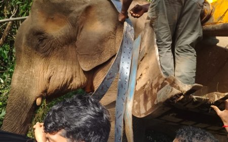 ജനവാസമേഖലയിൽ ഭീതിപരത്തിയ കാട്ടാനയെ മയക്കുവെടി വെച്ച് റേഡിയോ കോളർ ഘടിപ്പിച്ചു; കരിമ്പാനി വനമേഖലയിലേക്ക് തിരിച്ചുവിട്ടു