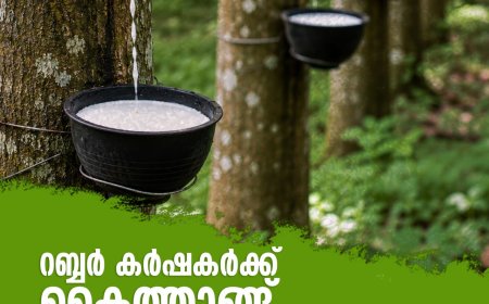 റബ്ബർ കർഷകർക്ക് കൈത്താങ്ങ്, റബ്ബറിന്റെ താങ്ങുവില 250 രൂപയാക്കി