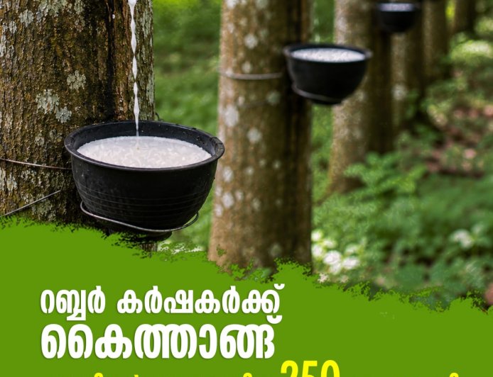 റബ്ബർ കർഷകർക്ക് കൈത്താങ്ങ്, റബ്ബറിന്റെ താങ്ങുവില 250 രൂപയാക്കി