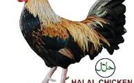 കെപ്കോ ചിക്കൻ ഏജൻസികൾക്ക് അപേക്ഷ ക്ഷണിച്ചു