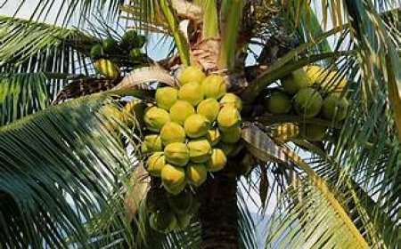 ദേശീയതല ലോക നാളികേര ദിനാഘോഷം സെപ്റ്റംബർ 2-ന് തിരുവനന്തപുരത്ത്
