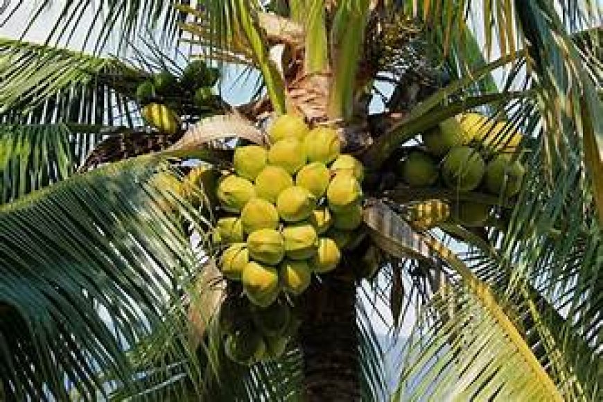 ദേശീയതല ലോക നാളികേര ദിനാഘോഷം സെപ്റ്റംബർ 2-ന് തിരുവനന്തപുരത്ത്